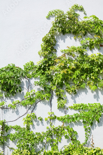 Vine on the wall