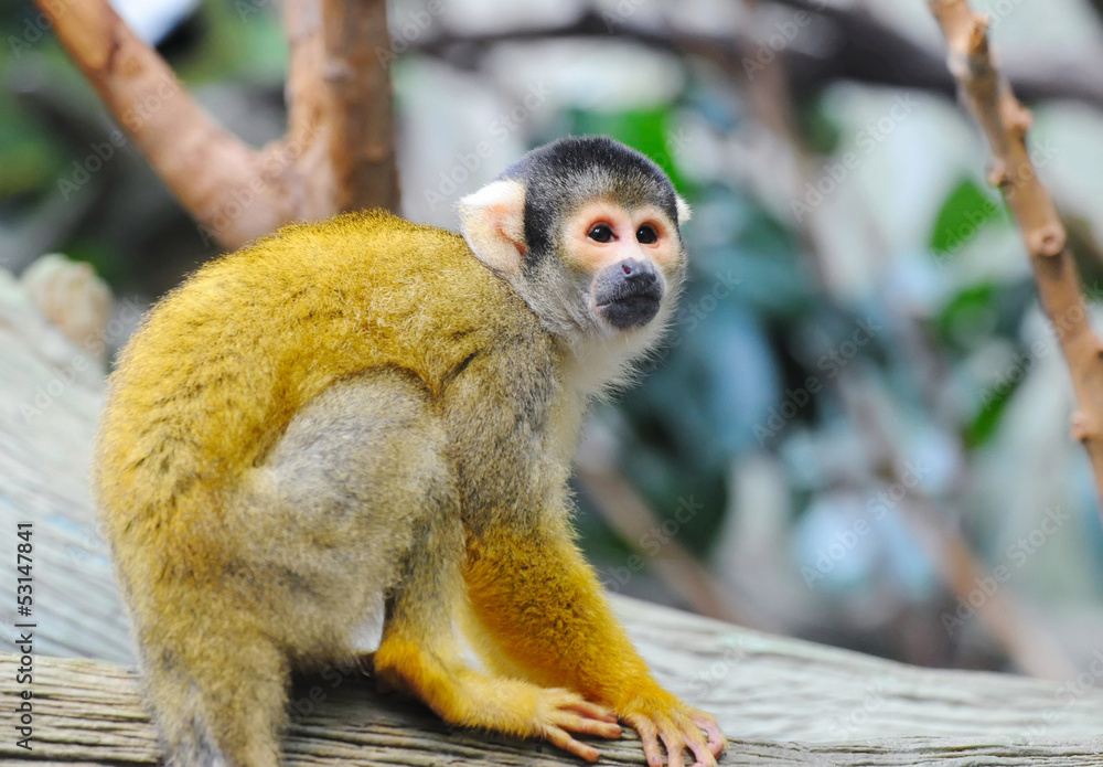 Obraz premium Squirrel monkey sits on a branch
