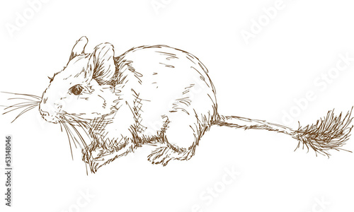 Degu, brush-tailed rat