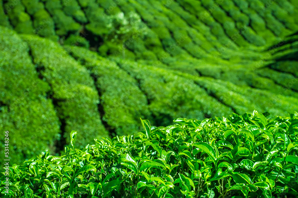 Fresh tea leaves closeup