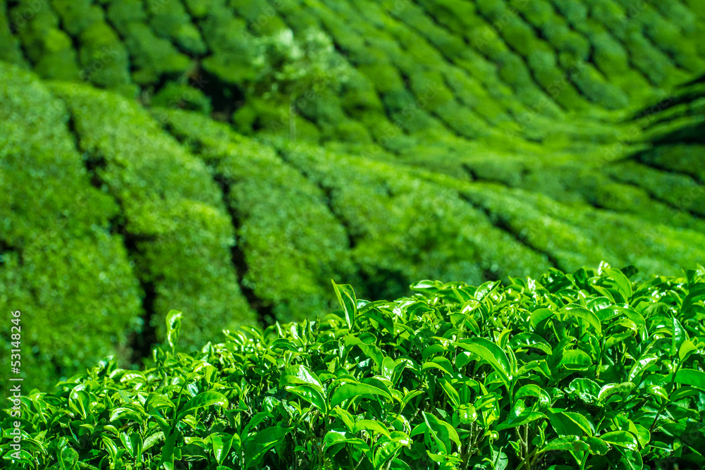 Fresh tea leaves closeup Fresh tea leaves closeup