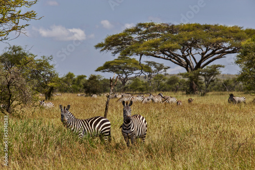 Couple of Zebras