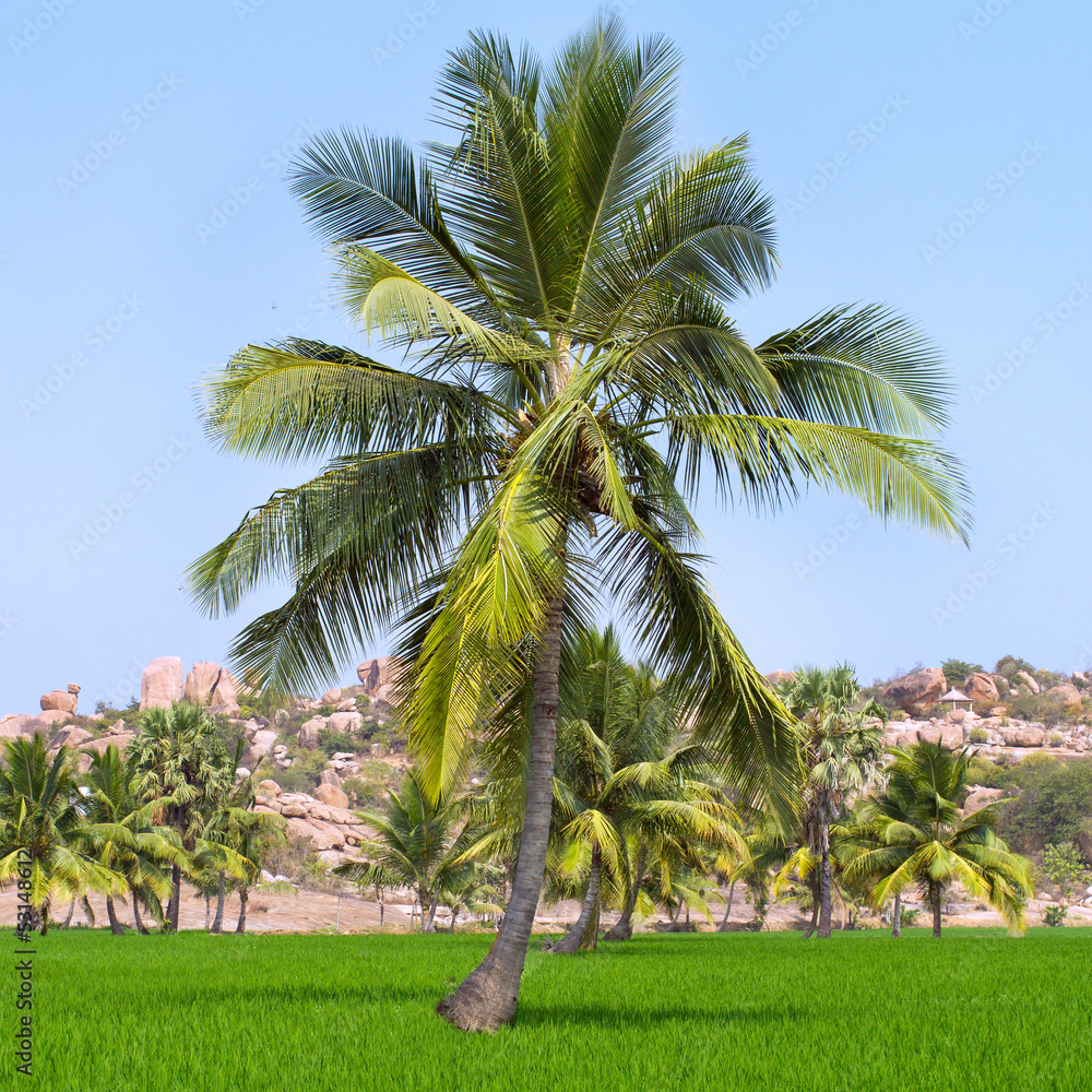 Palm trees at the green rice field in Hampi, Karnataka, India