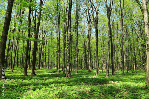 Spring green forest.