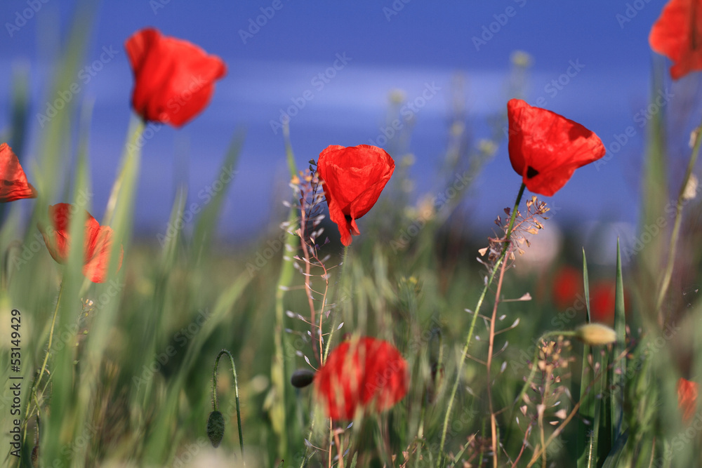 Obraz premium Czerwone maki