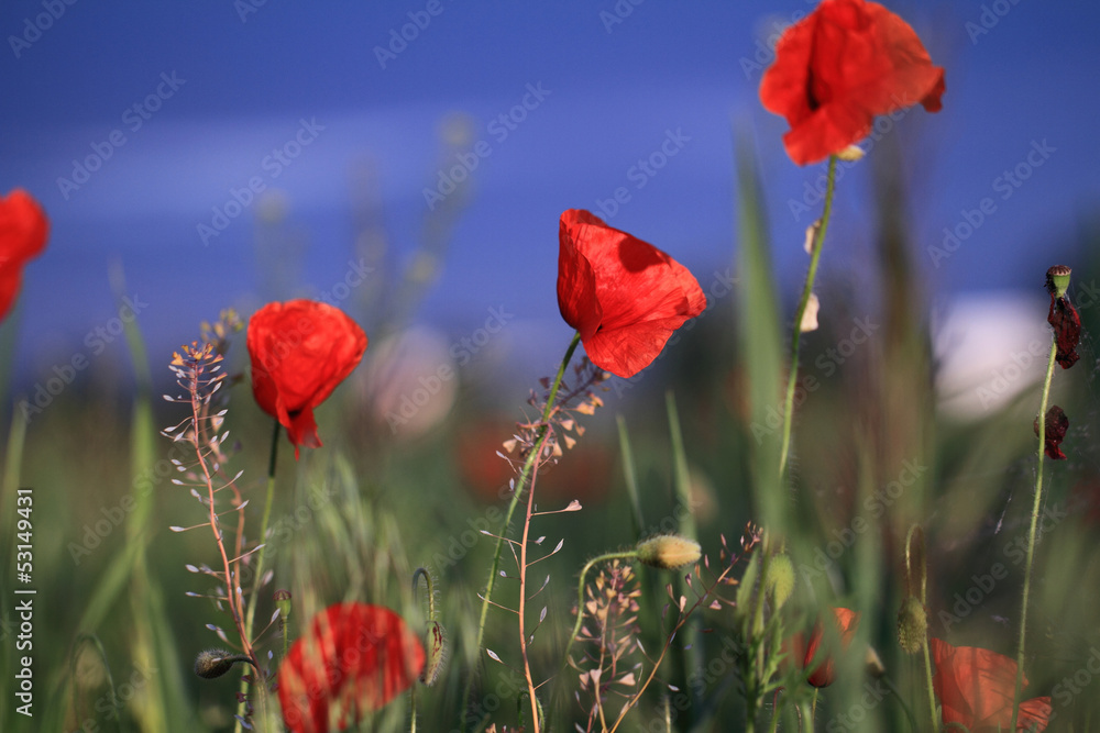 Naklejka premium Red poppies