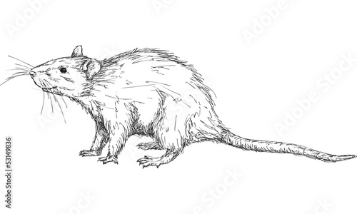 rat