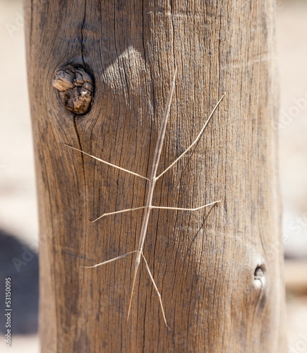 Εκτύπωση καμβά Order Phasmatodea (Stick Insect). Flinders Ranges. South Austral