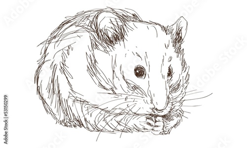 Hamster