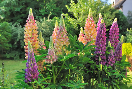 lupin en fleurs