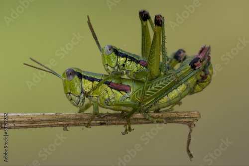 close up of two grasshopper Orthopterous © lkpro