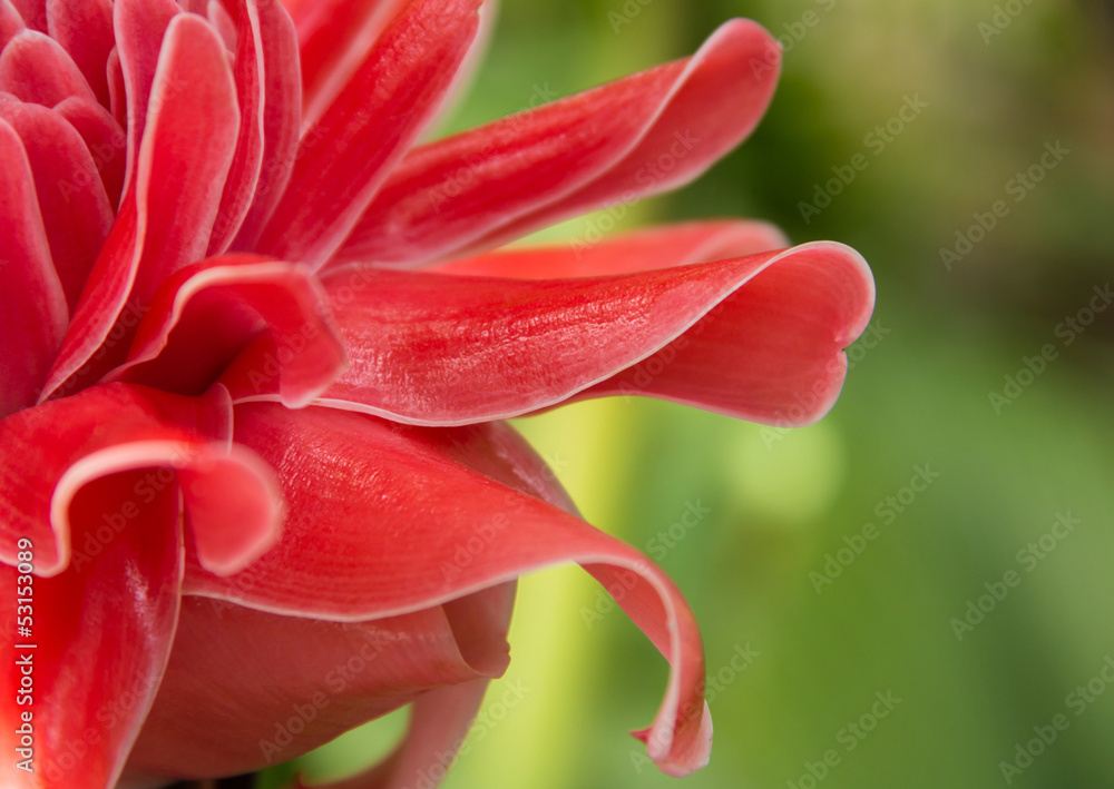 FLOWER ETLINGERA ELATIOR FLOWER ETLINGERA ELATIOR