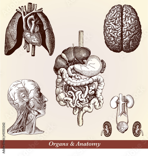 Organs & Anatomy