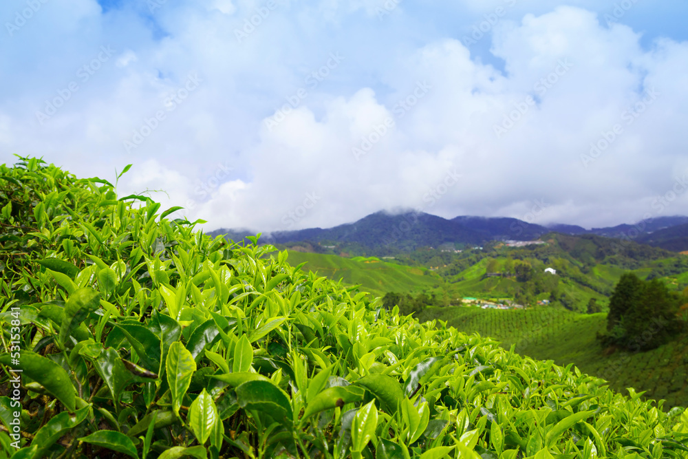 Tea plantation at Cameron Highlands, Malaysia Tea plantation at Cameron Highlands, Malaysia