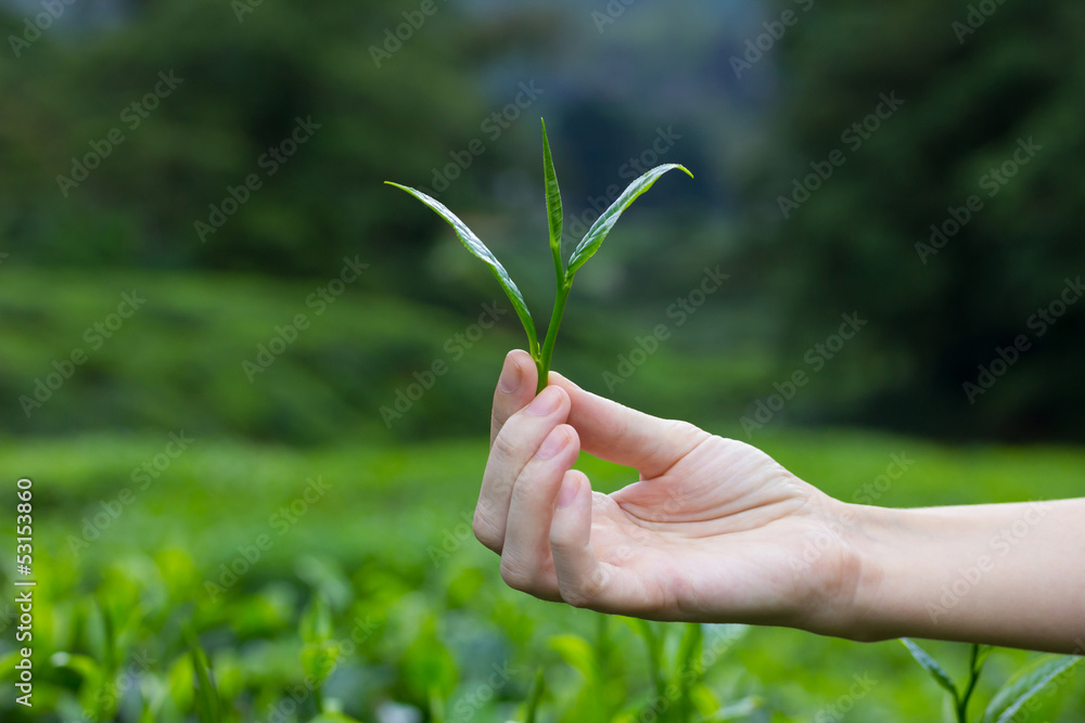Tea leaves in fingers over tea bushes on plantation Tea leaves in fingers over tea bushes on plantation