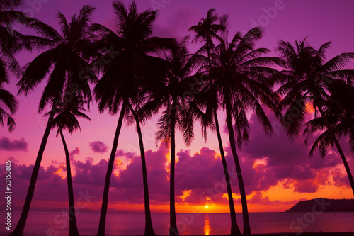 Palm trees silhouette at sunset on tropical island  Thailand