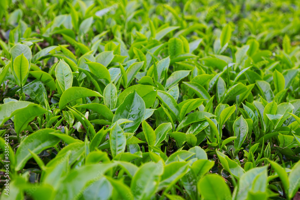 Fresh young tea leafs on plantation Fresh young tea leafs on plantation