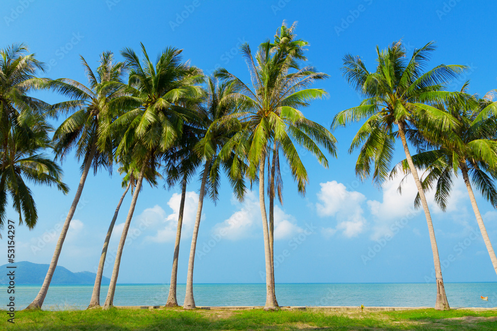 Palm tress on sea shore, Thailand Palm tress on sea shore, Thailand