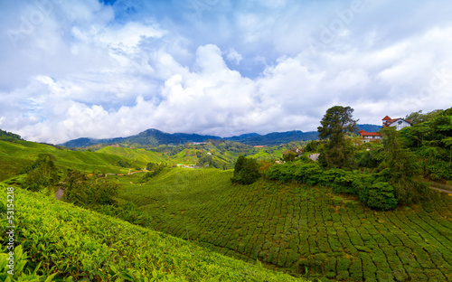 Mountain tea plantation at Cameron Highlands, Malaysia