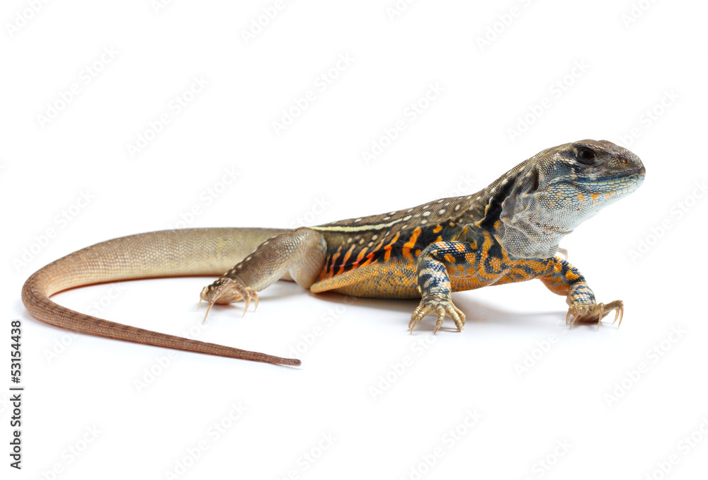 Fototapeta premium Butterfly Agama Lizard isolated on white background