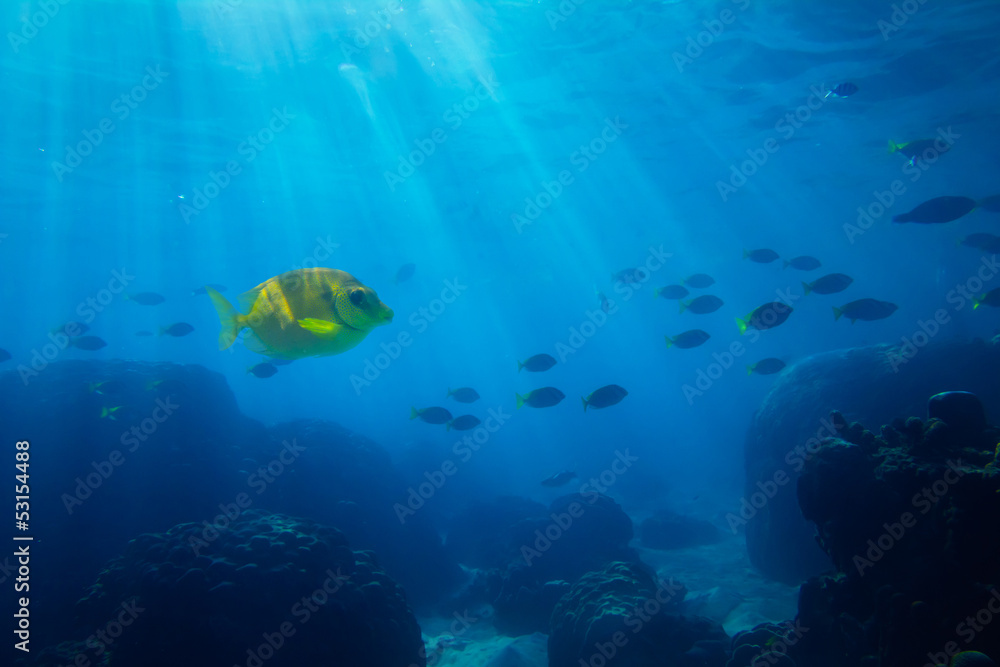 Obraz premium Tropical sea underwater shot