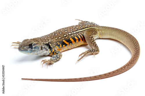 Butterfly Agama Lizard isolated on white background