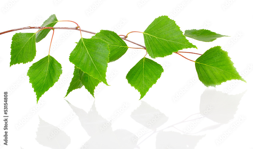 Obraz premium Birch leaves isolated on white background.