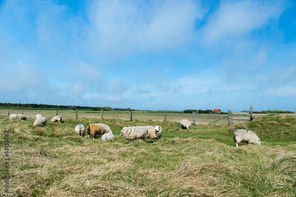 Fototapeta premium Sheep at Texel island