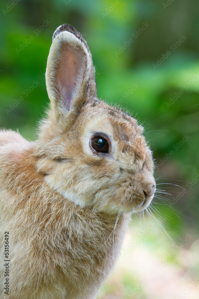 Fototapeta premium European wild rabbit