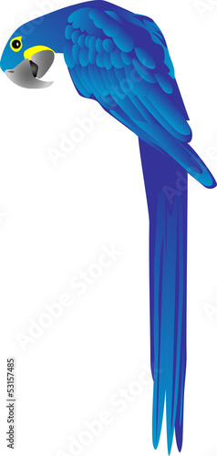 hyacinth macaw