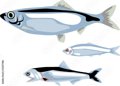 herring