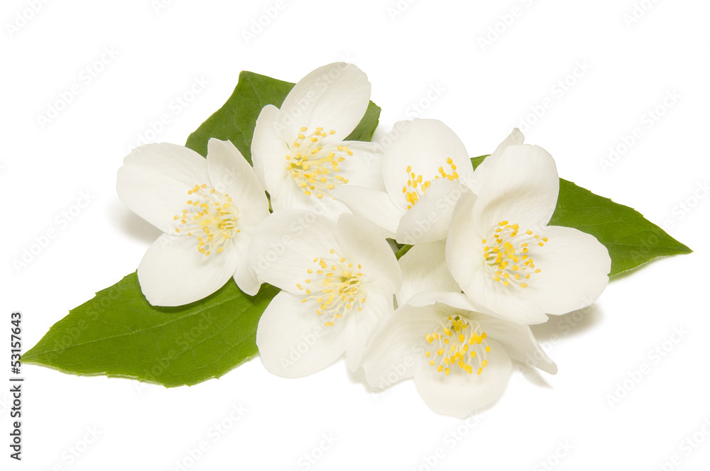 White jasmine flower on a white background White jasmine flower on a white background