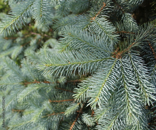 branch fir-tree  Colorado Spruce 