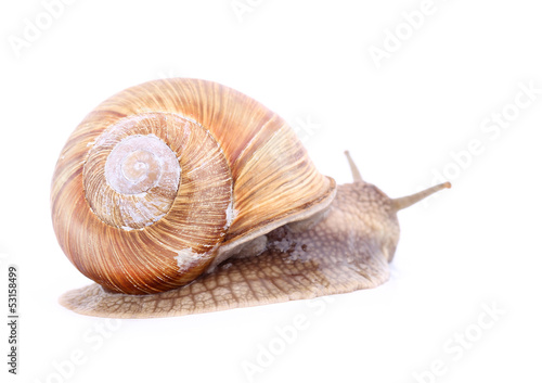 Snail isolated