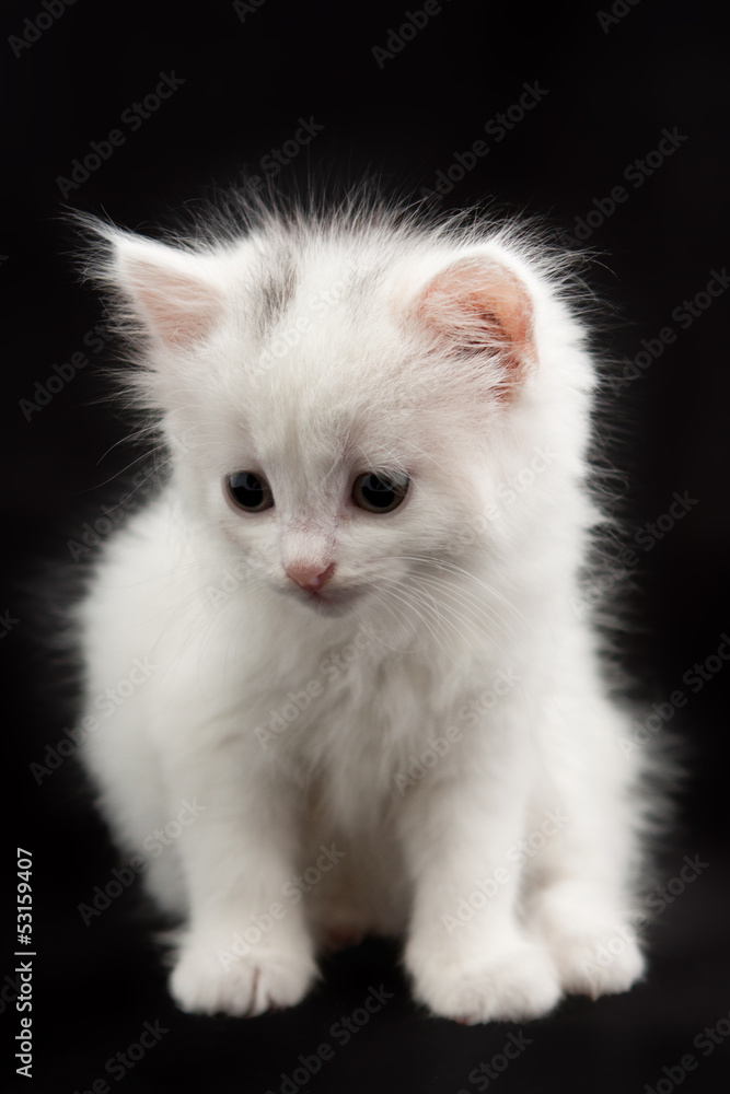 white kitten sitting on a black background white kitten sitting on a black background