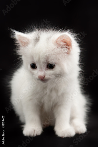 white kitten sitting on a black background