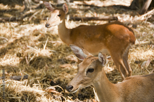 Young deer.