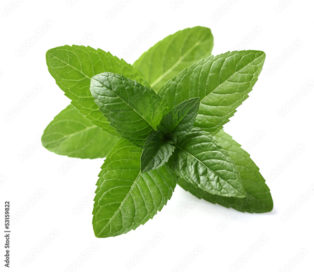 Fresh mint leaves Fresh mint leaves