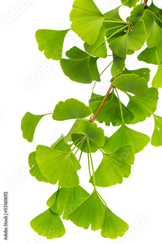 Canvastavla Ginkozweig (ginko bilboa)  isoliert auf weißem Hintergrund
