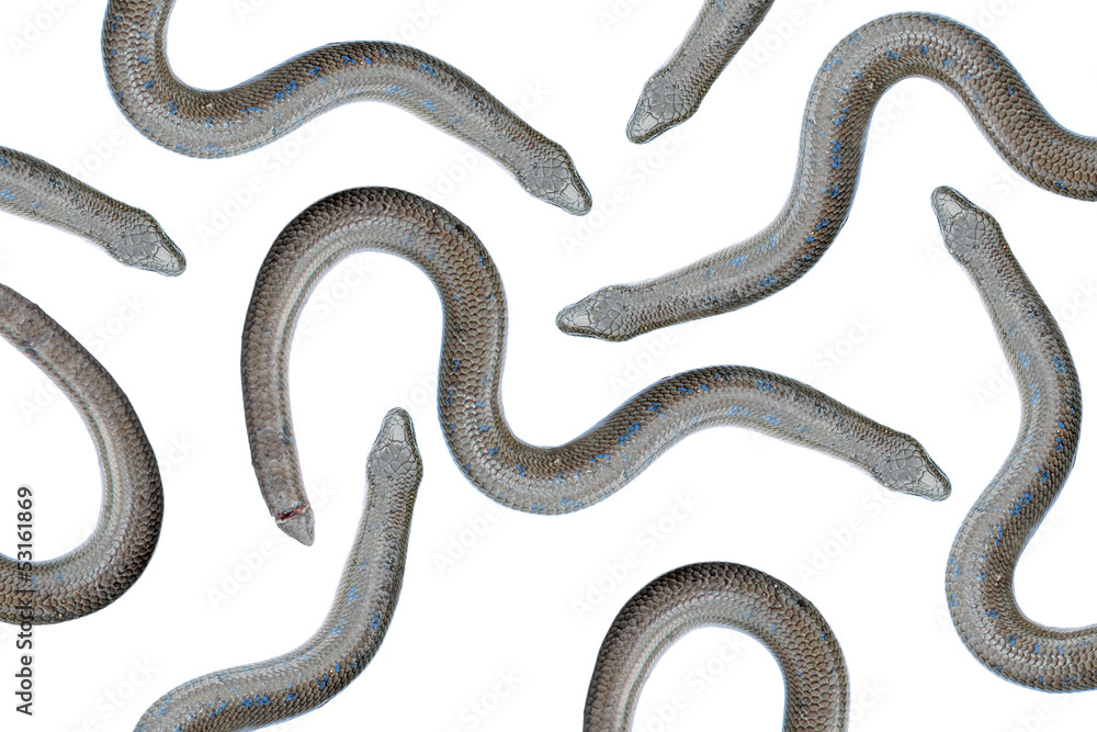 Obraz premium Anguis fragilis (Slow worm)