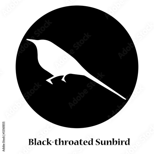 Black-throated Sunbird Shadow