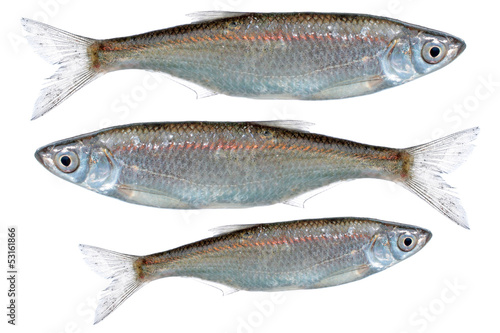 Obraz na plátně Common Bleak (Alburnus alburnus)