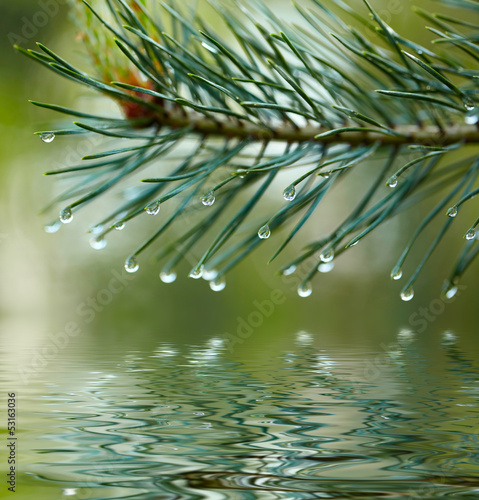 Water drops on fir tree reflected in the water