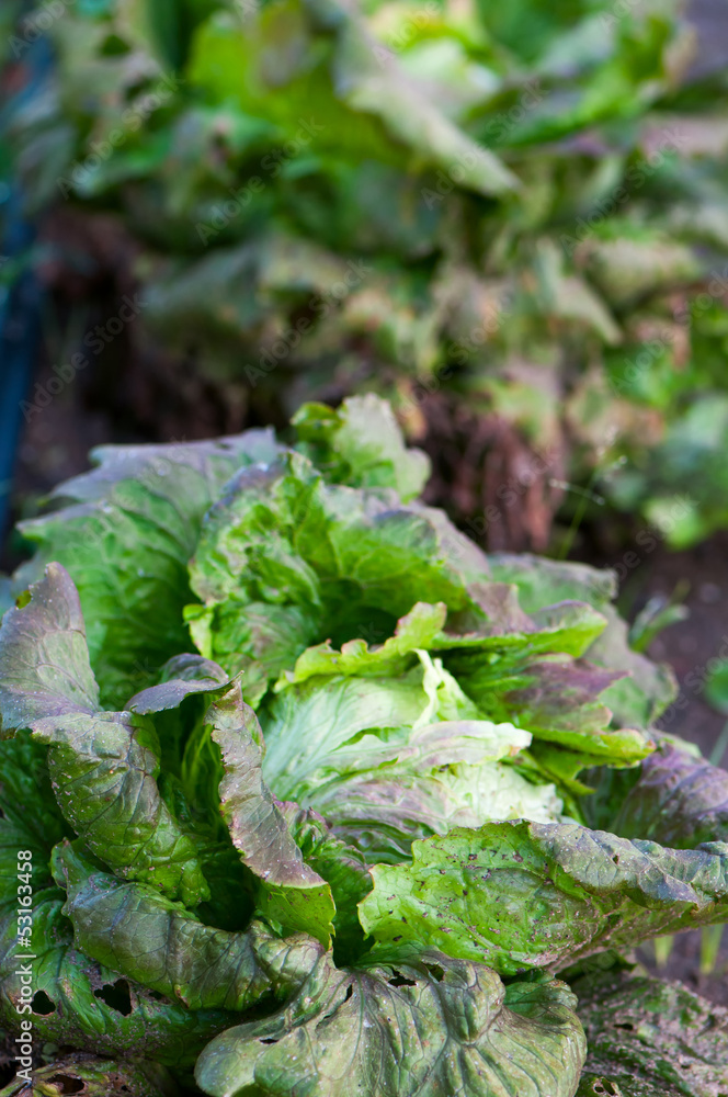 Lettuce Lettuce