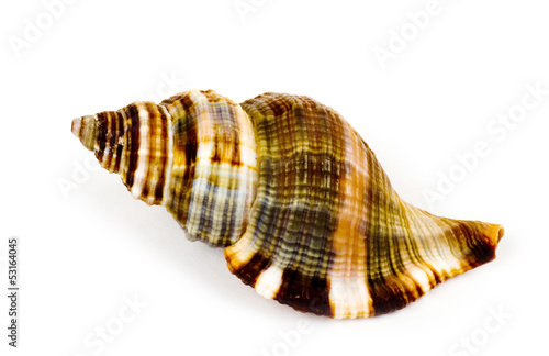 Beautiful exotic shell on white background