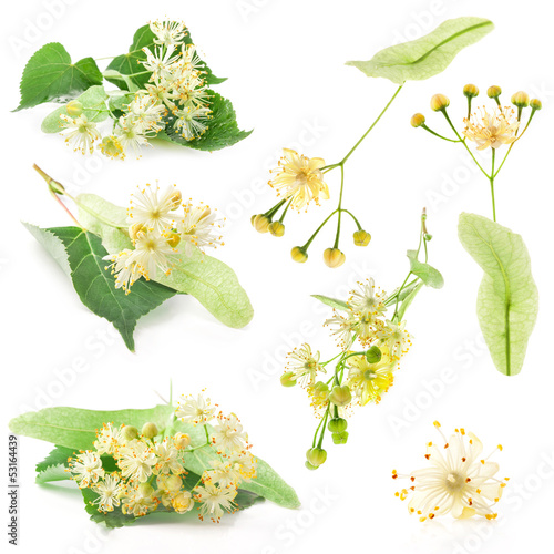 Dekoracja na wymiar  collections-of-linden-flowers-isolated-on-white-background