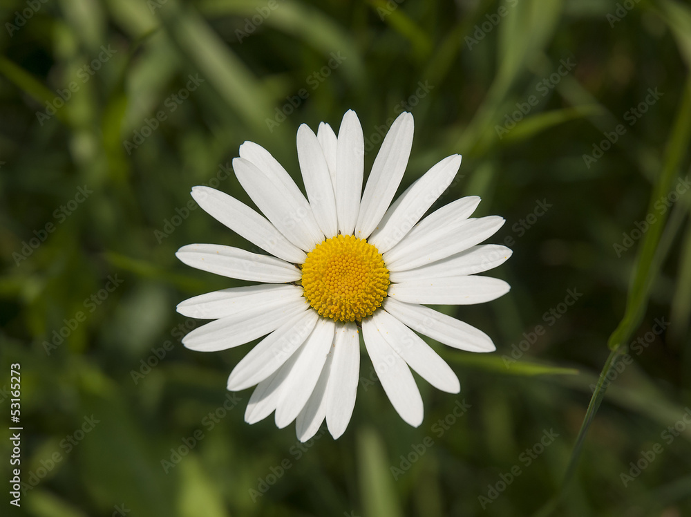 Fototapeta premium Oxeye daisy