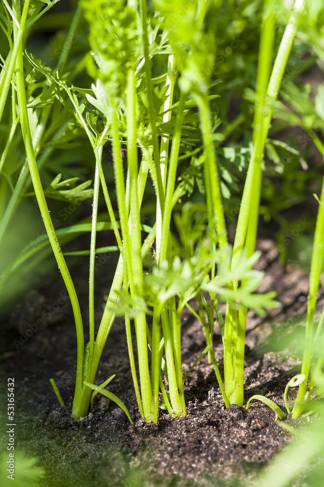 Stems of young carrots growing out of the ground in the garden. Stems of young carrots growing out of the ground in the garden.