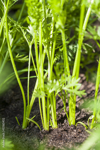Stems of young carrots growing out of the ground in the garden.
