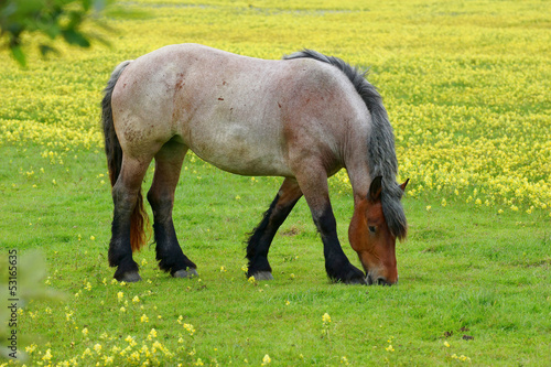 Pferd auf einer Blumenwiese